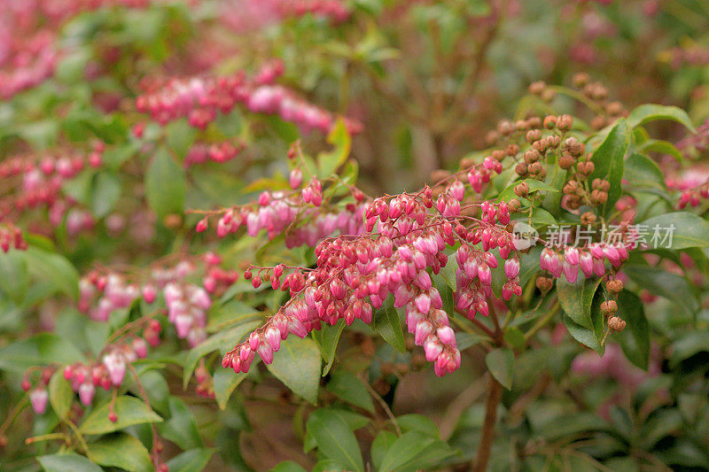 Pieris japonica /日本仙女座花